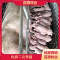 湖北省二元种猪的饲养 二元种猪技术指导 防疫严格放心选购