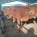 改良繁育四元杂交牛种牛 农家养殖活体小黄牛 肌肉丰满脊背宽