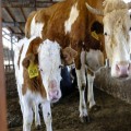 西门塔尔牛肉牛犊价格 西门塔尔牛改良技术 肉牛西门塔尔牛
