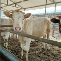 夏洛莱牛批发供应 夏洛莱牛小牛价格 乡村牧业 厂家出售