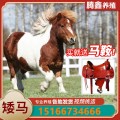 矮马活马活体真马小马驹迷你儿童马景区骑乘马宠物马设特兰矮马
