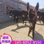 改良肉驴苗 山东肉驴苗 德州驴肉驴价格 活肉驴养殖场 生长速度快