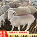 澳湖改良基础母羊一代二代高代 二胎怀孕母羊 羊苗羊崽澳洲白种公