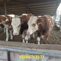 广西西门塔尔牛养殖场 改良西门塔尔活牛苗涨势快 鲁西黄牛养殖场