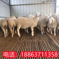 出售 小尾寒羊 种羊苗 怀孕大母羊 批发杂交羊 湖羊羔