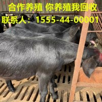 先羊后付款 批量努比亚黑山羊羊羔 黑山羊种公羊实时黑山羊价格