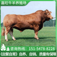 【鲁西黄牛】现货嘉旺鲁西黄牛苗 批发出售养殖场牛肉牛犊