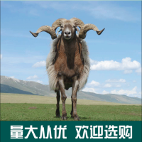 长期供应欧拉羊 黄脖羊 藏绵羊 甘南甘加羊大角羊欧拉羊养殖