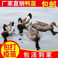 鸿发禽业供应 大种麻鸭苗批发鸭各种良种家禽生态养殖
