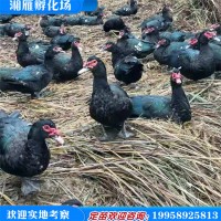 黑番鸭苗黑洋鸭批发销售湖南灰鹅苗珍禽鹅苗大种马岗鹅苗