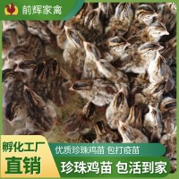 广东实力孵化基地工厂直销珍珠鸡苗批发活体新苗小鸡活苗量大从优