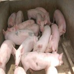 长白猪二元种母猪仔二元三元仔猪苗长白猪幼崽育肥长白二元猪苗
