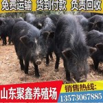 山东大型藏香猪苗养殖基地 现货批发优质藏香猪苗 黑猪苗价格