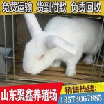 自养自销 山东肉兔养殖场 低价直销高产肉兔 包运输 伊拉肉兔价格