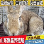 山东大量批发比利时兔种苗 改良育肥脱温肉兔 饲养简单 适应性好