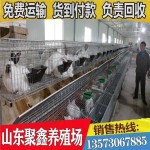 山东聚鑫兔子大型养殖场 大量出售种兔肉兔 现货供应优质种兔