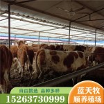 西门塔尔牛肉牛活体牛犊育肥成年牛500斤左右多少钱一头包送牛苗