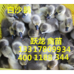 大白鲨鹅苗批发 大种鹅销售快大型白鲨鹅苗供应 咨询13317809934