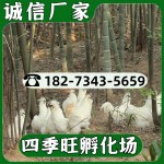 黑乌鸡绿壳蛋鸡苗黑羽乌鸡鸡苗乌黑乌骨鸡鸡苗绿壳蛋乌鸡鸡苗批发