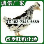 鸡苗批发/活的小鸡苗/贵妃鸡苗生态散养珍珠鸡苗芦花鸡苗小鸡活物