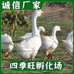 优质大种鹅苗批发/优质小鹅苗批发/小鹅苗价格/马岗鹅苗/四季灰鹅