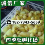 优质小鹅苗批发马岗鹅苗三花鹅苗朗德鹅苗杂交鹅苗四季鹅苗乌鬃鹅