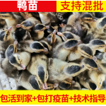 厂家批发养殖鸭苗现货供应活体鸭子苗绿头麻鸭苗 会飞的鸭子包活