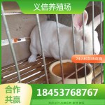 种兔养殖场 批发种兔苗新西兰兔价格低 签订合同 兔肉市场价格