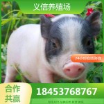 巴马香猪幼崽出售 巴马香猪种苗批发 商品猪多少钱一斤藏香猪出售