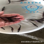 养殖基地苗鲟鱼苗 腾海淡水养殖鸭嘴鱼苗